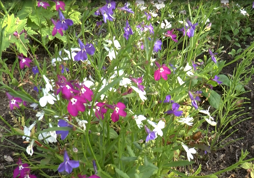 Ампельная лобелия