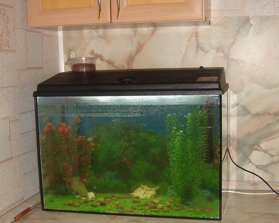 Наш аквариум 