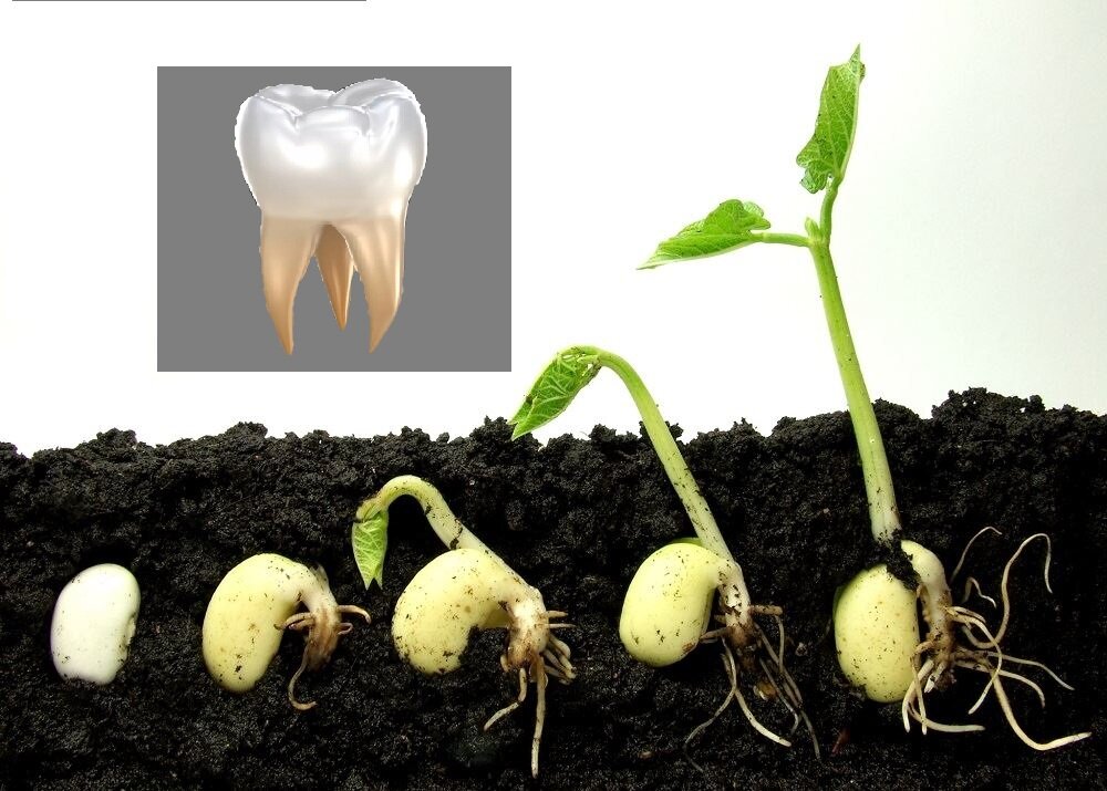 Выращивание зубов у человека. Препарат для выращивания зубов.