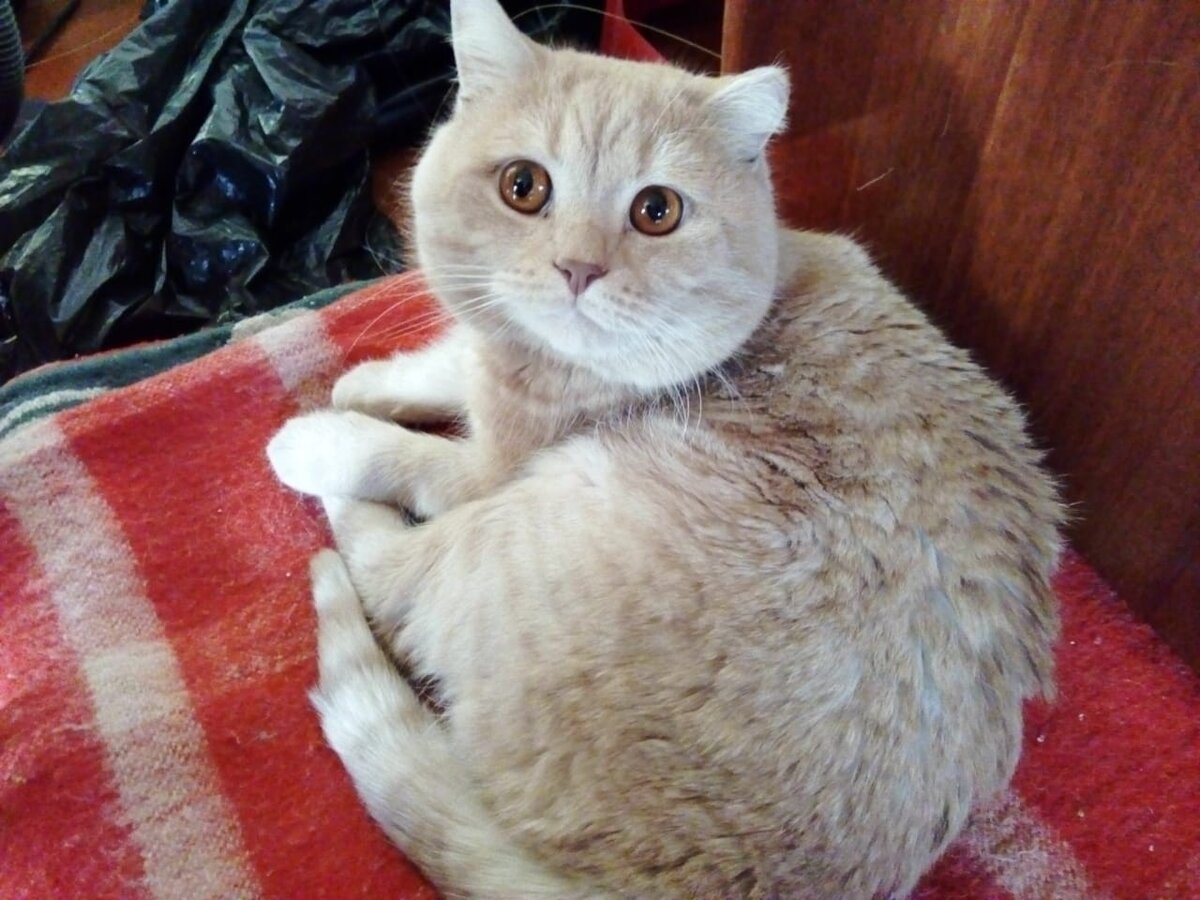 У котика очень красивые, чайного цвета, глаза. Зовём Рыжиком