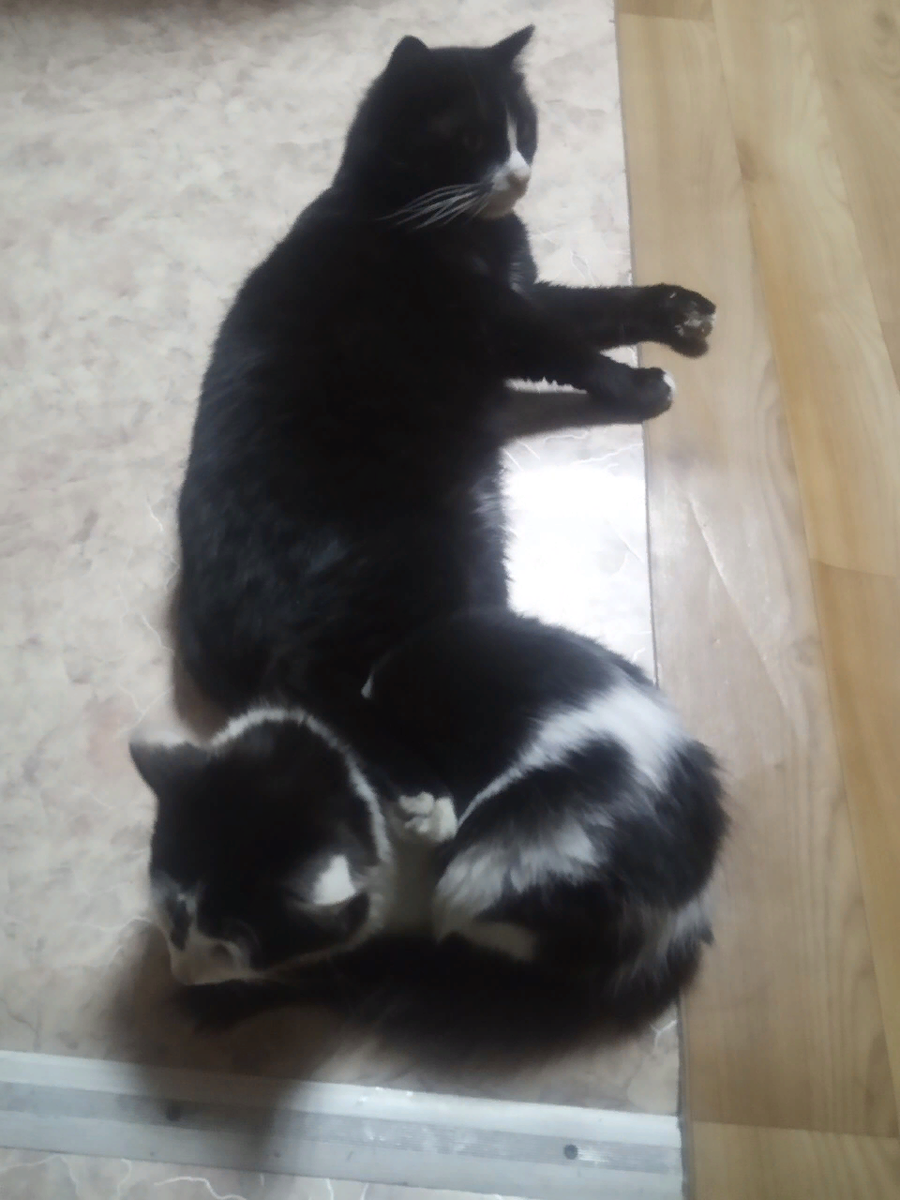 Лето 2020, котенок вырос