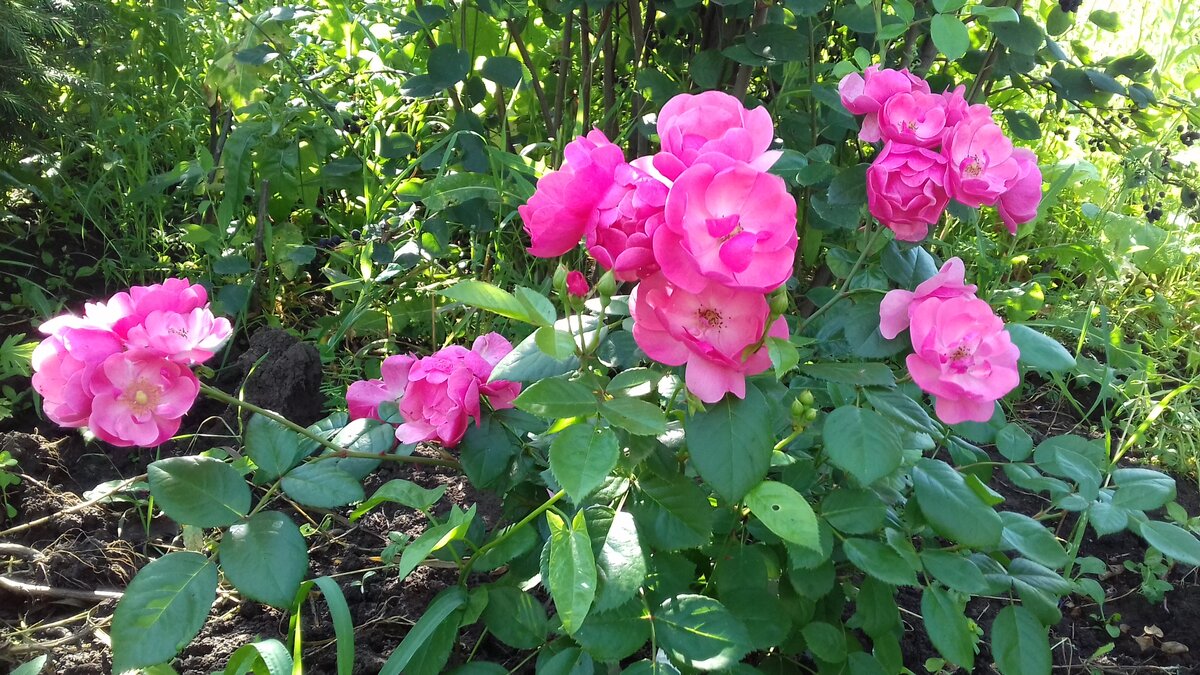 Первое цветение, не остановить, перестала обрывать бутоны, бессмысленно...