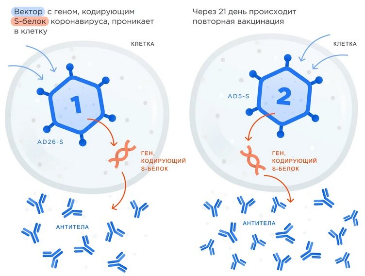 С официального сайта вакцины Спутник V 