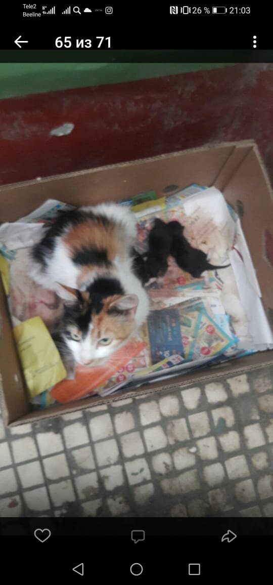 Мурка ещё в подъезде 