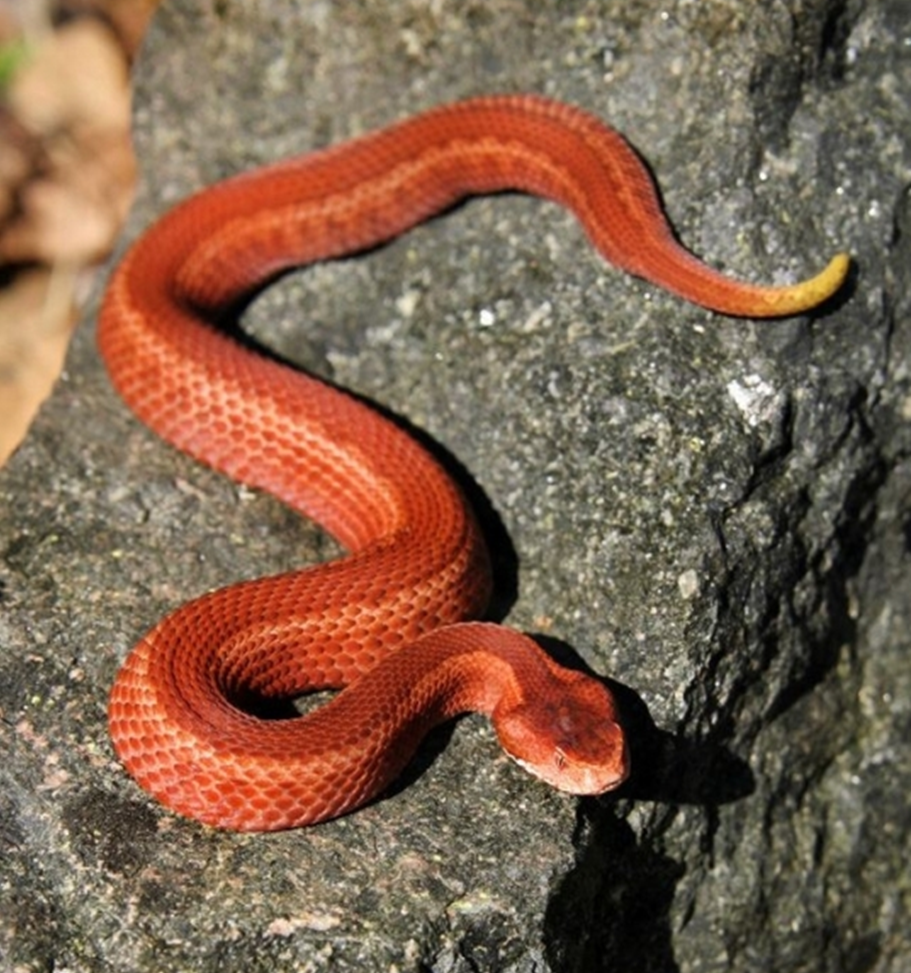 уж рыжий. уж рыжий. шершавая древесная гадюка (atheris squamigera). уж рыжий. полоз змея неядовитая.