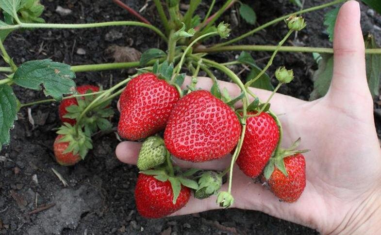 Клубника, растим клубнику, клубнику на даче