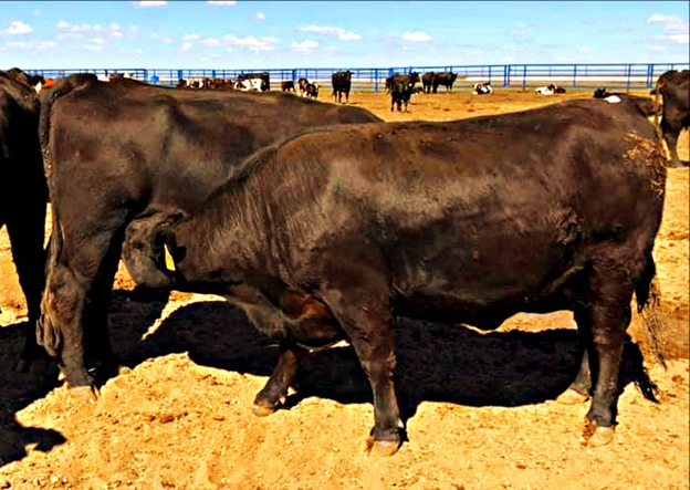 Коровы-сосуны.