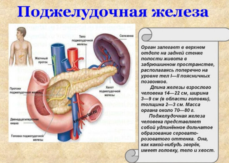 Расположение поджелудочной железы в организме человека схема
