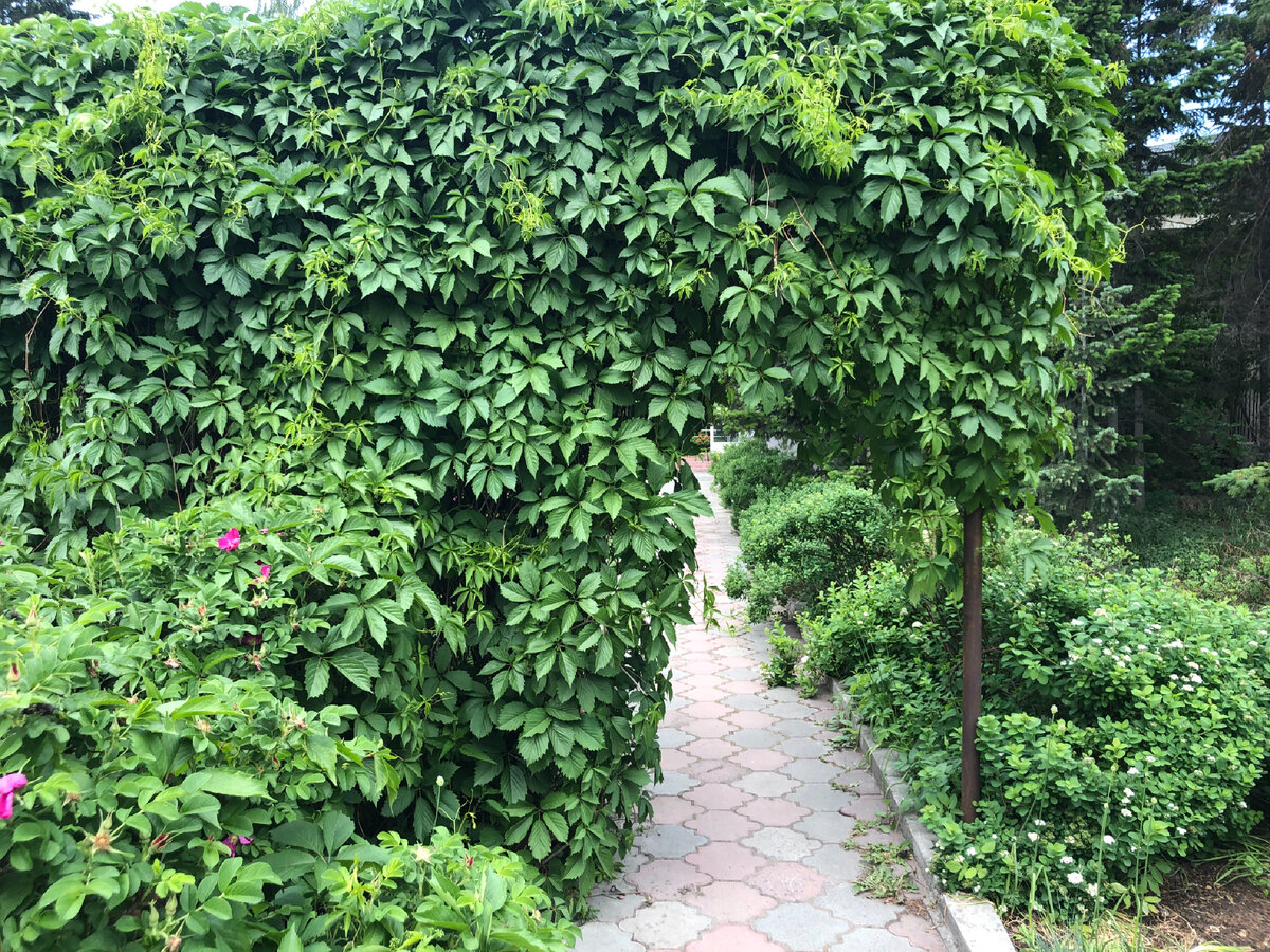 Арка, увитая девичим виноградом