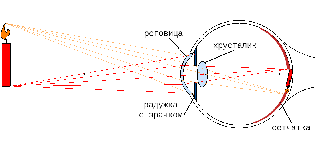 Человеческий глаз воспринимает свет от предметов. На рисунке показано 2 точечных источника света - от пламени свечи и от её нижней части. Свет от миллиардов точек предмета формирует на сетчатке плоское перевёрнутое изображение предмета