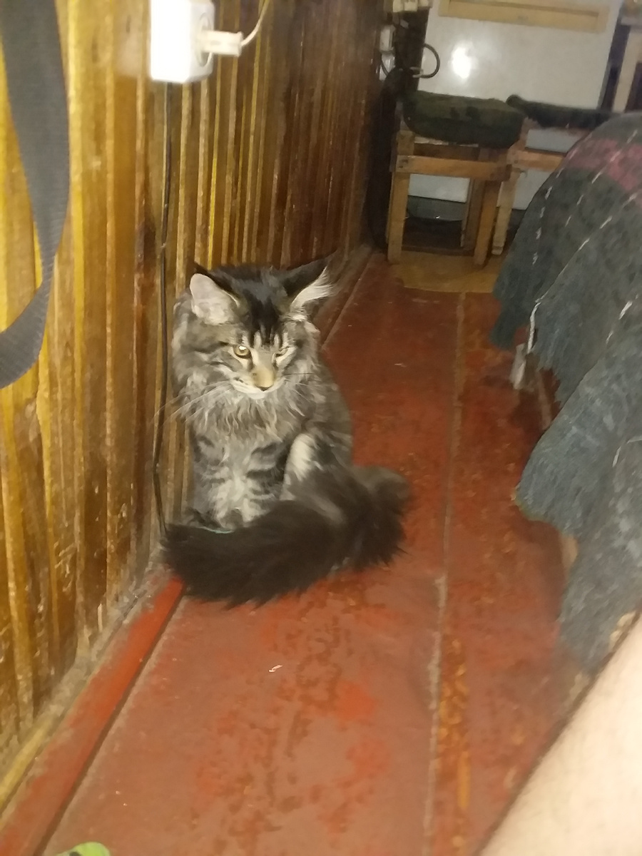 Кота возим с собой. Он ловит мух. Не могу сказать точно, нравится ему там или нет, но когда мы приезжаем обратно в город он спит полдня (личное фото)