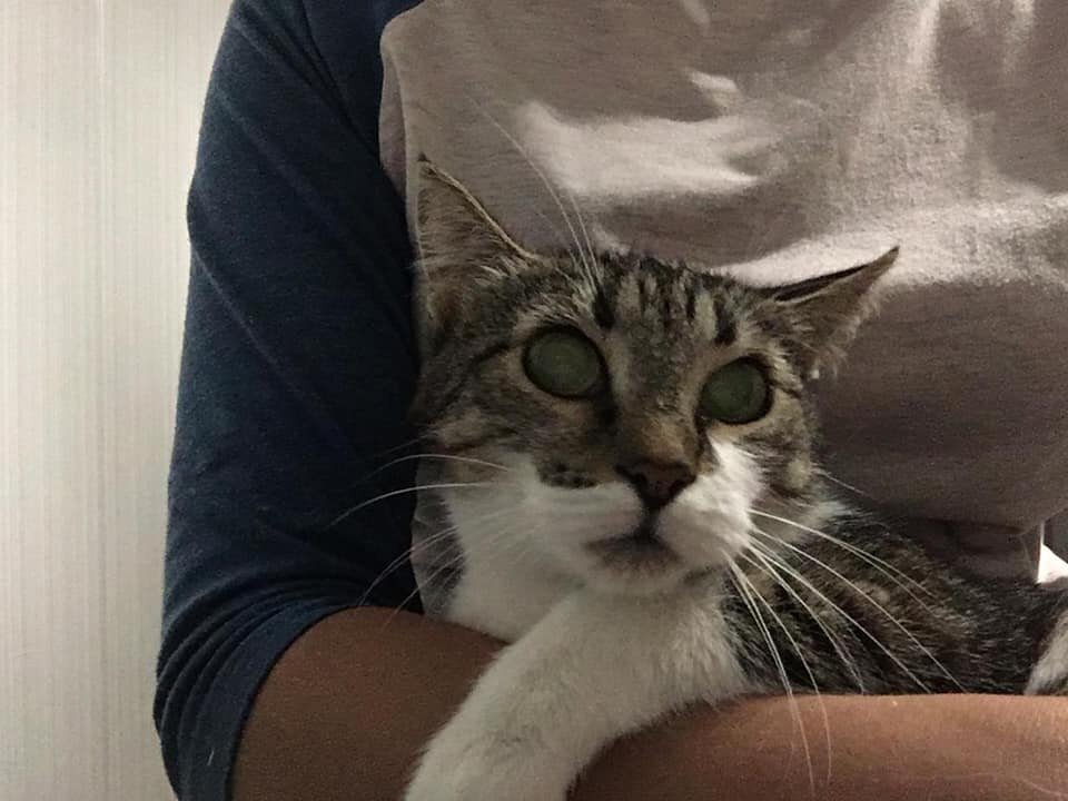 Тот самый кадр - первый раз на руках у хозяйки временного дома