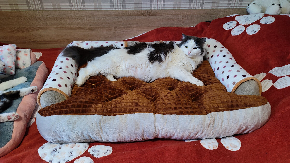 Диван кровать для собак и кошек Ferplast Harris 65 бежевый 64 х 48 х 17 см (1 шт)