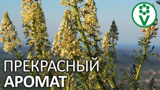 Самые ароматные растения для сада