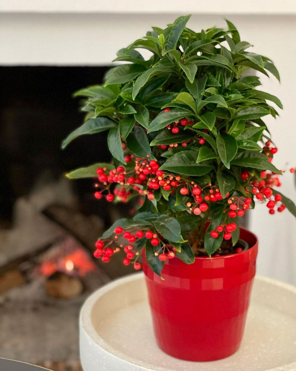 фото Яндекс картинки