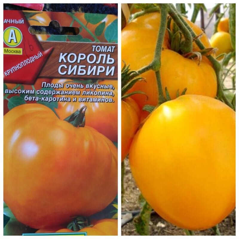 Томат король королей отзывы фото