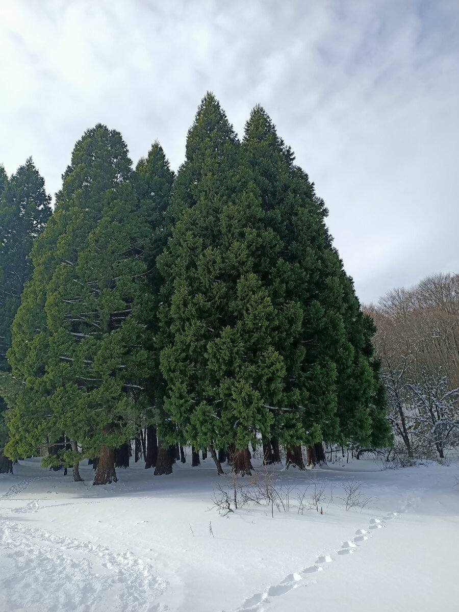 Секвойи в Крыму