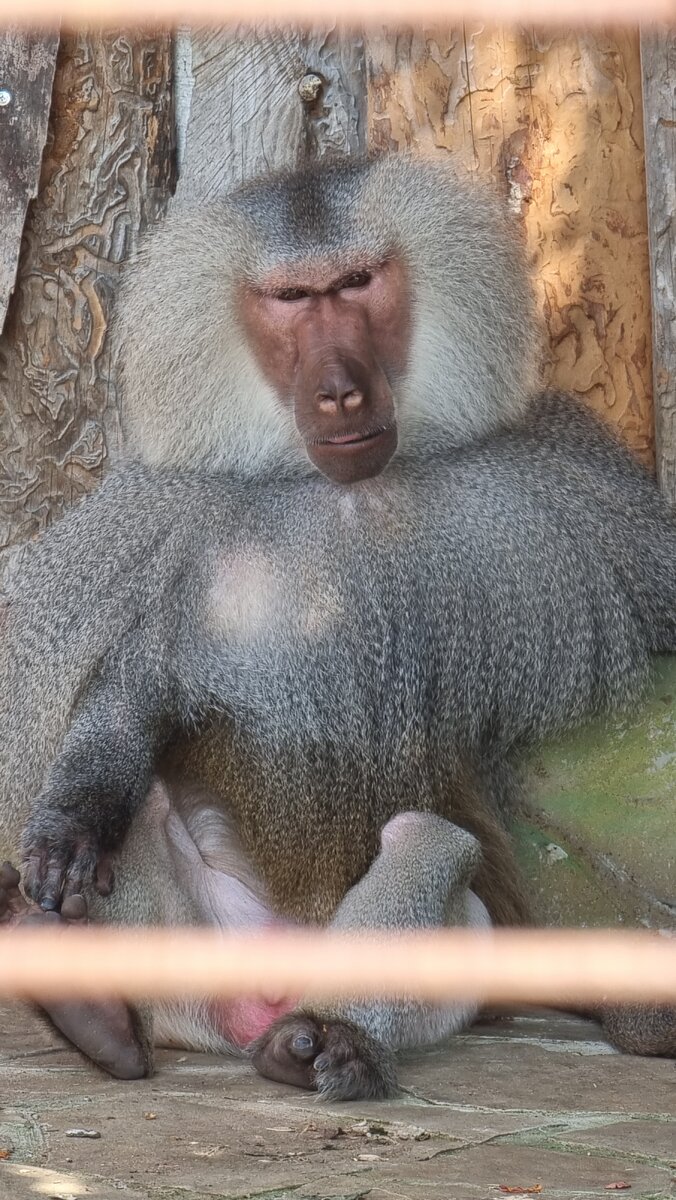 Важный и спокойный...