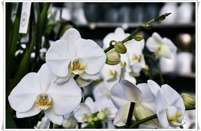 Изображение с сайта Pixabay