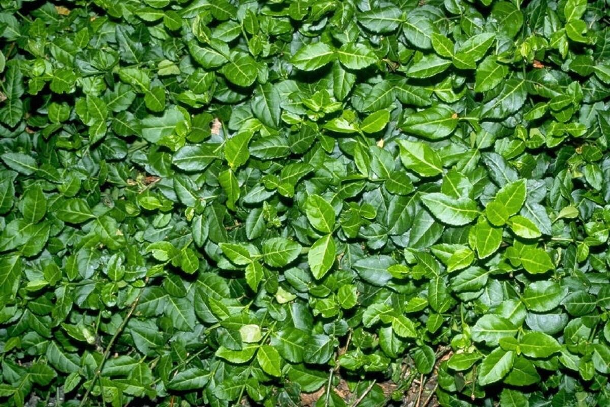 Бересклет Coloratus