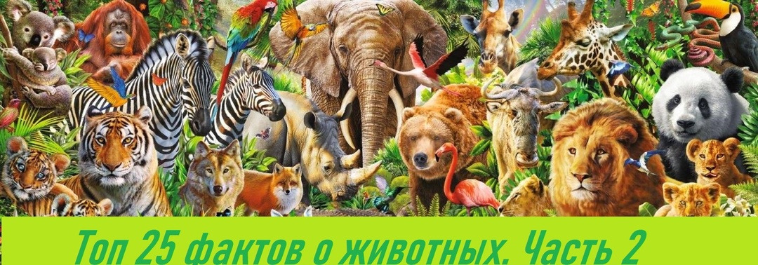 Интересные факты о животных. Часть 2.