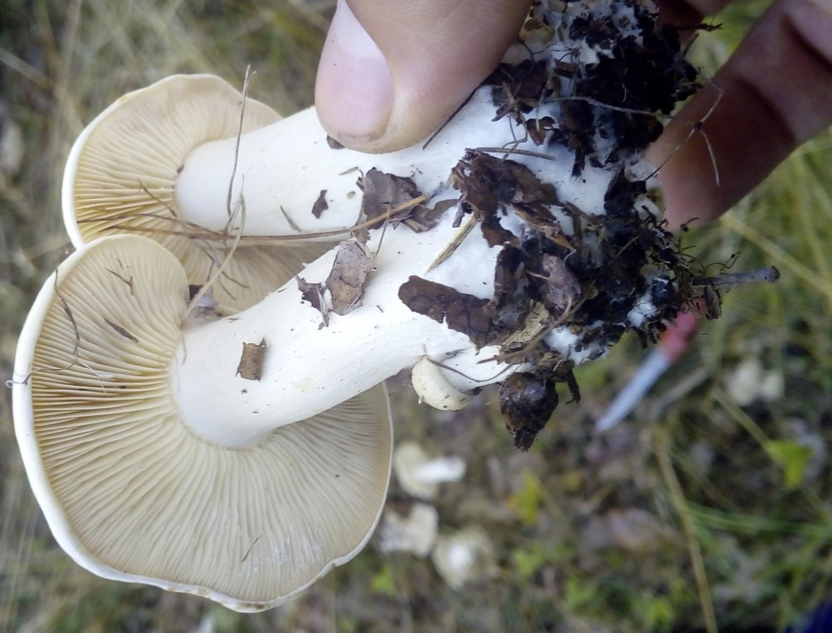 Энтолома ядовитая (Entoloma sinuatum) фото и описание