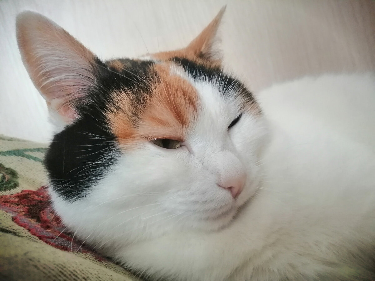 🐈