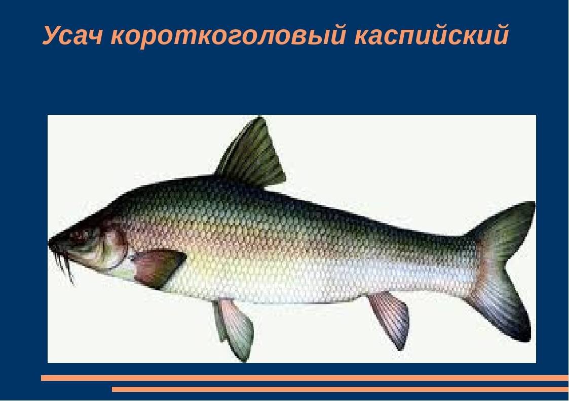 Фото из открытых источников "Яндекс картинки"