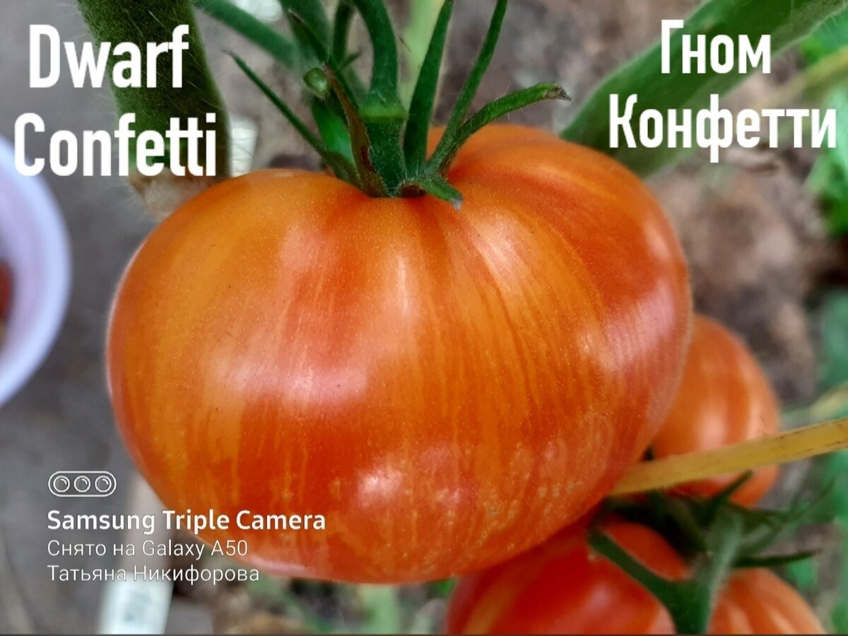 Проект гном томатный dwarf tomato project