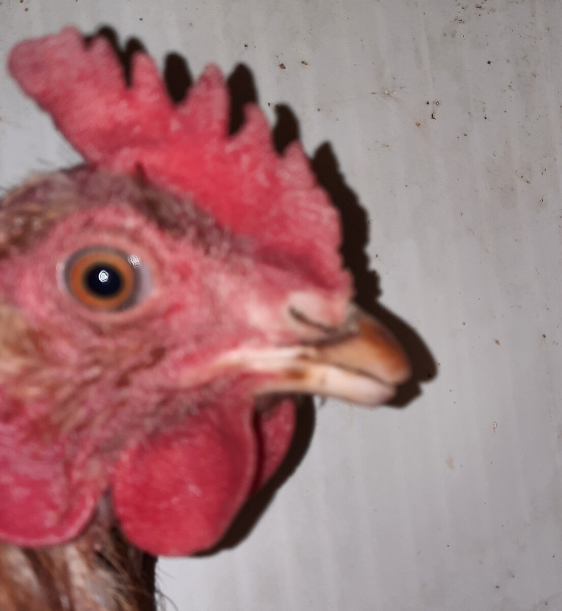 Дебикированный клюв у взрослой курицы