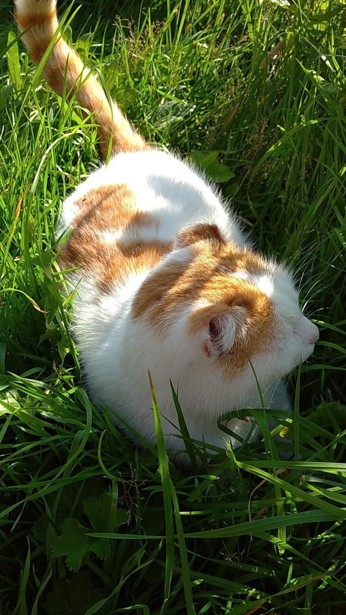 А этот пушистик, не любит фотографироваться-всё время отворачивается😼 Он у нас родом из деревни "Мандроги".