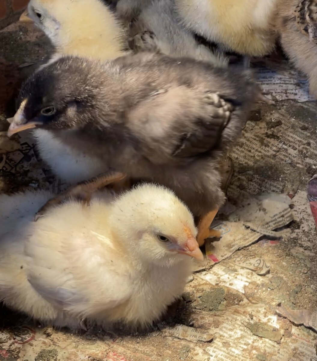 В каждом углу какие-то заботы, например об этих 50 цыплятах