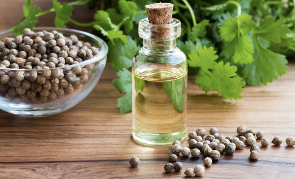 Кориандр – неотъемлемый ингредиент в кулинарии и его полезные свойства