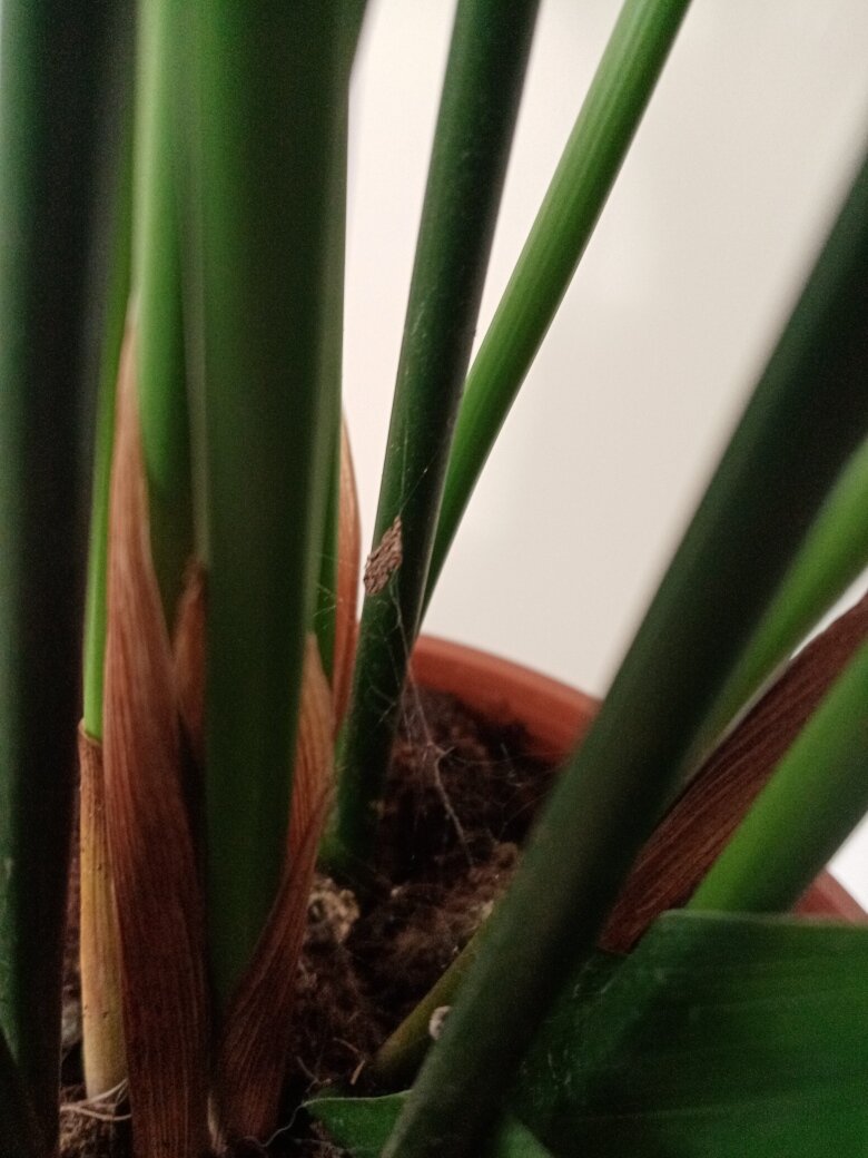 Да прилично так паутины! Фото автора.