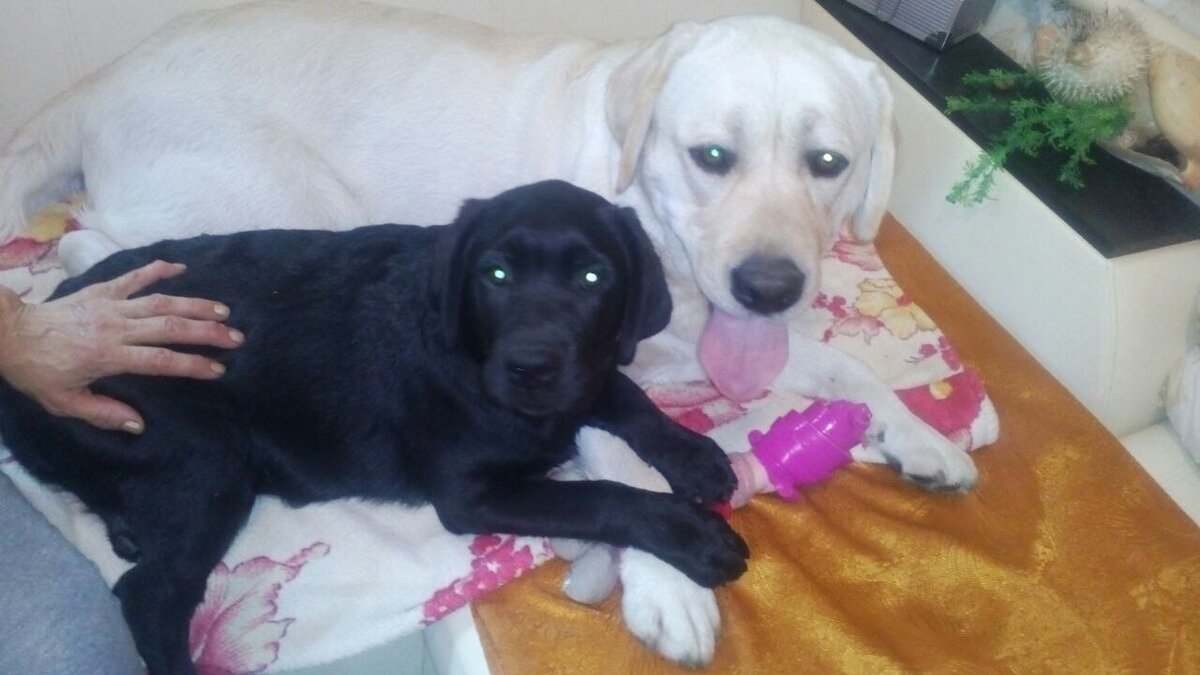 Френди с папулей