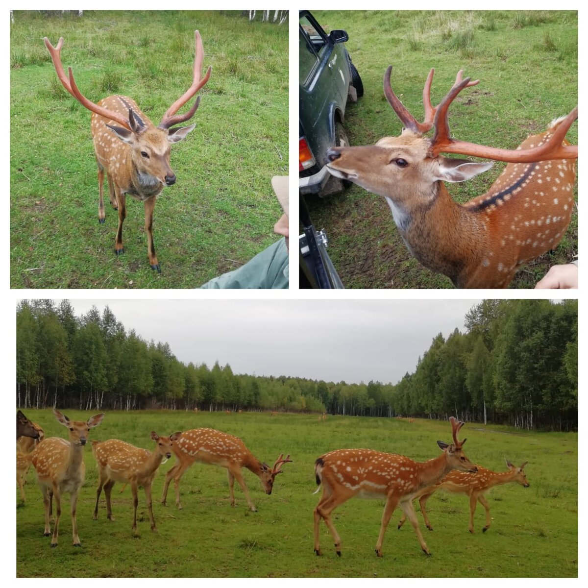 Фото из оленьей фермы