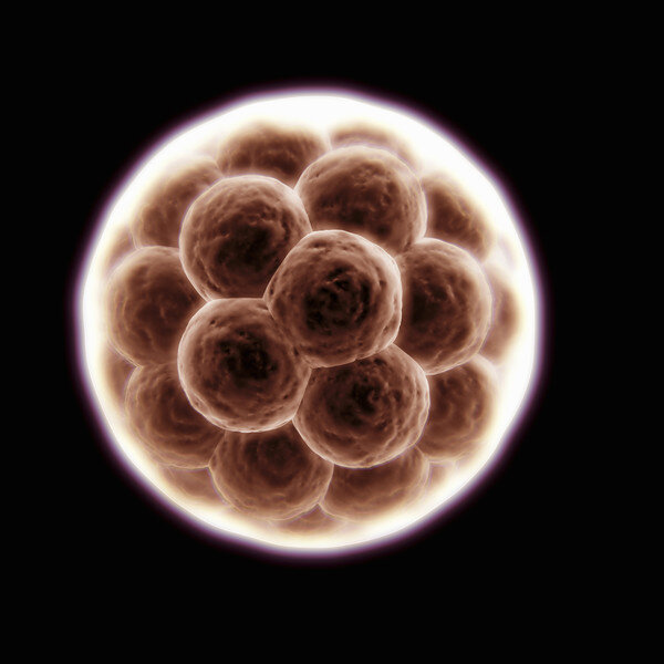 2-я неделя беременности 🌸