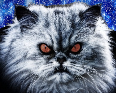 Вот таким я вижу Пушистика. пусть он в образе кота, но шарика я не нашла. Картинка с сайта pixabay.com/ru. Бесплатно для коммерческого использования, указание авторства не требуется.