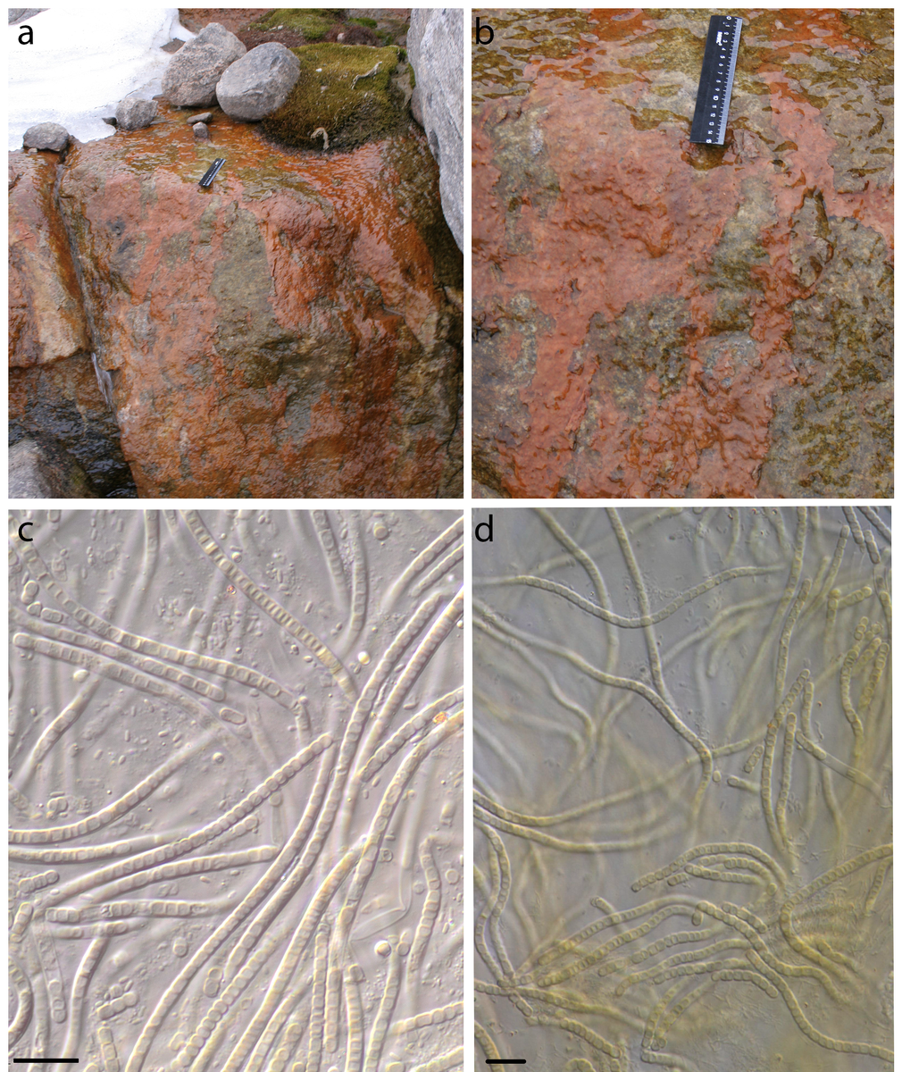 Местообитание Phormidesmis priestleyi (a, b) — характерные оранжево-коричневые цианобактериальные маты, покрывающие поверхность скал и валунов на архипелаге Шпицберген, окраску обрастаний обуславливают слизистые чехлы; (c, d) микрофотографии вида Phormidesmis priestleyi. Источник: Davydov & Vilnet / Diversity, 2022