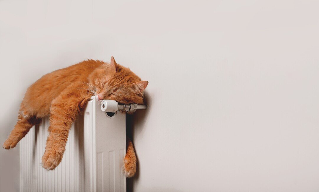    Фото: Shutterstock.com
