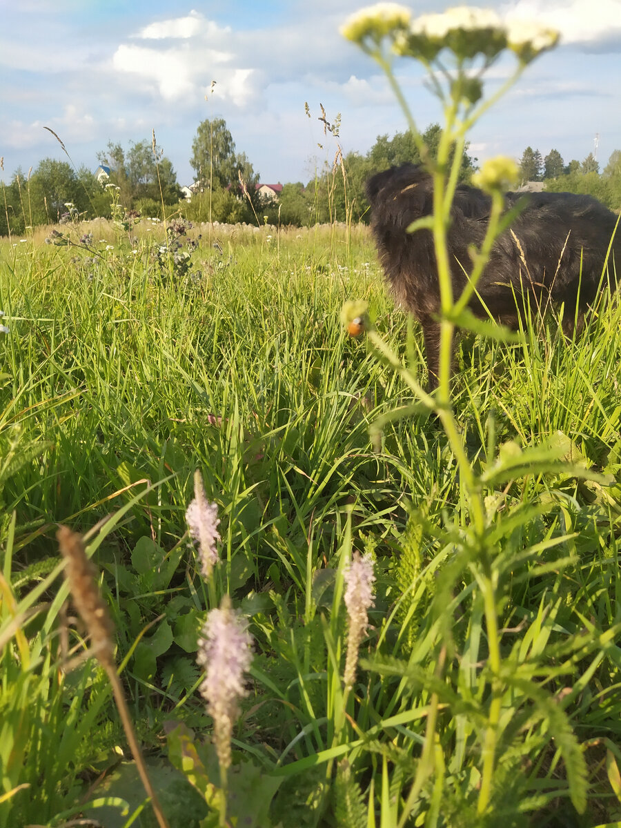 На прогулке в Торжке