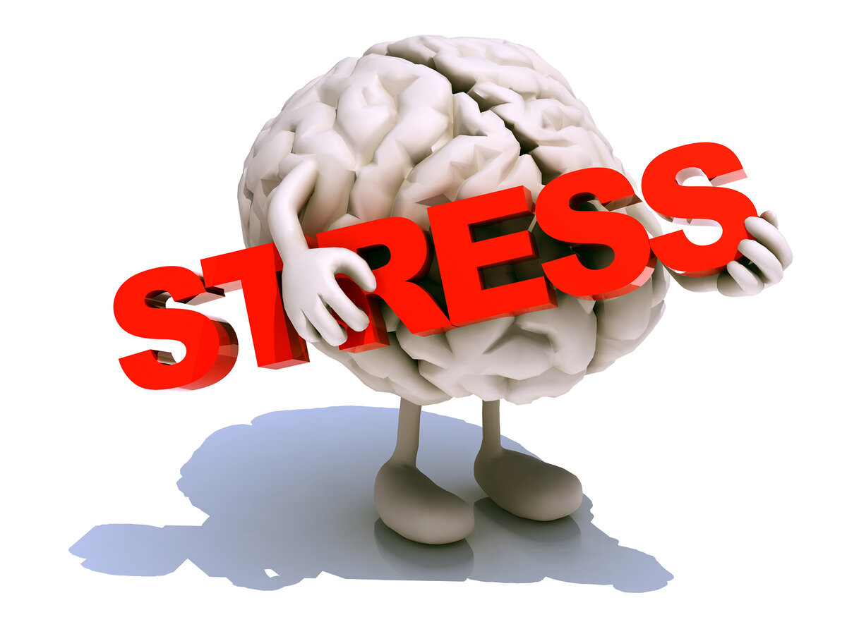 Стрессы головной мозг