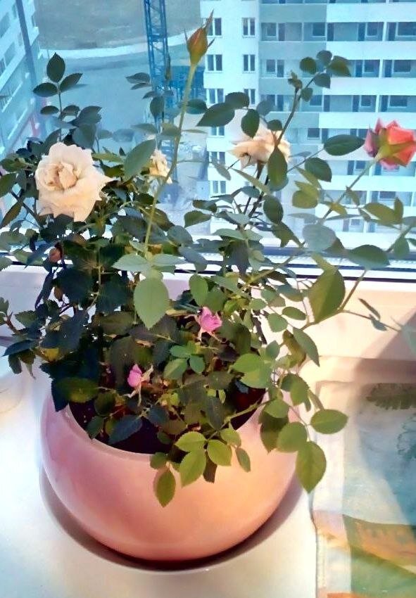 Еще совсем юная наша роза