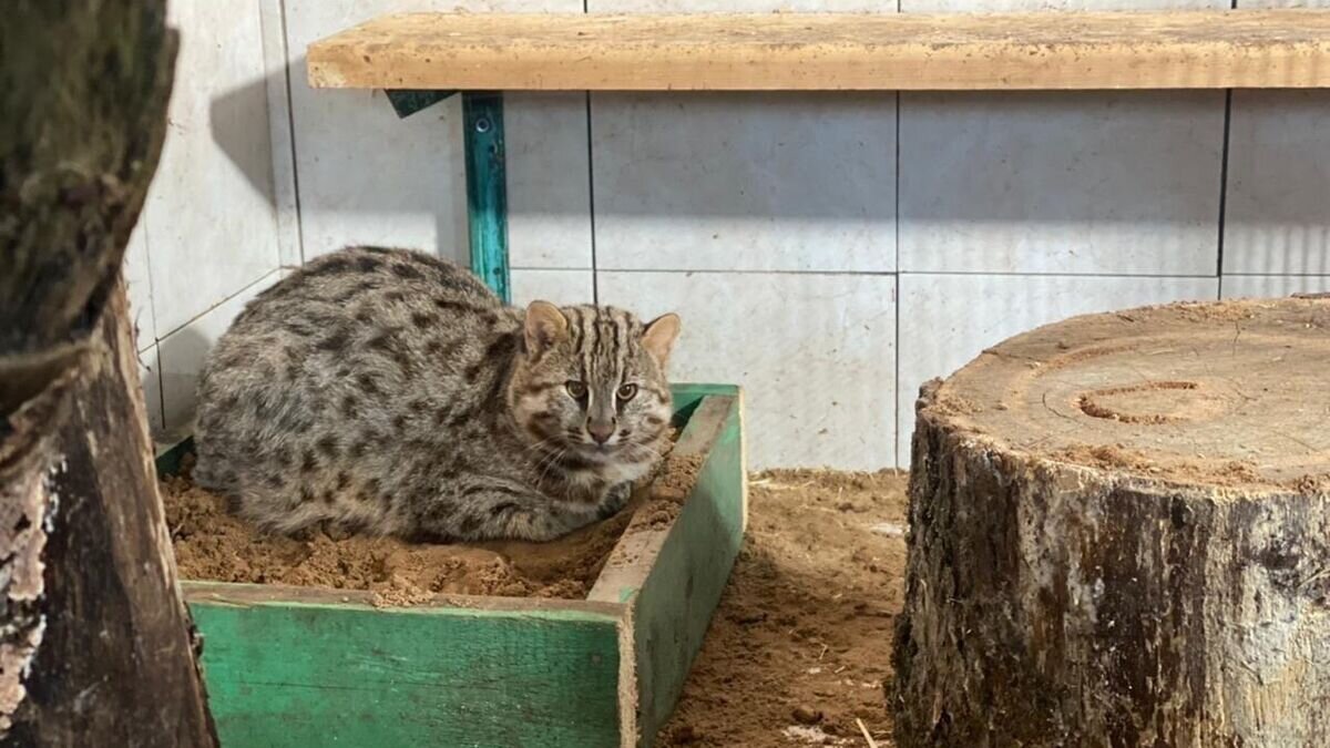    Краснокнижный лесной кот, изъятый из квартиры в Москве© Фото : комплекс городского хозяйства Москвы