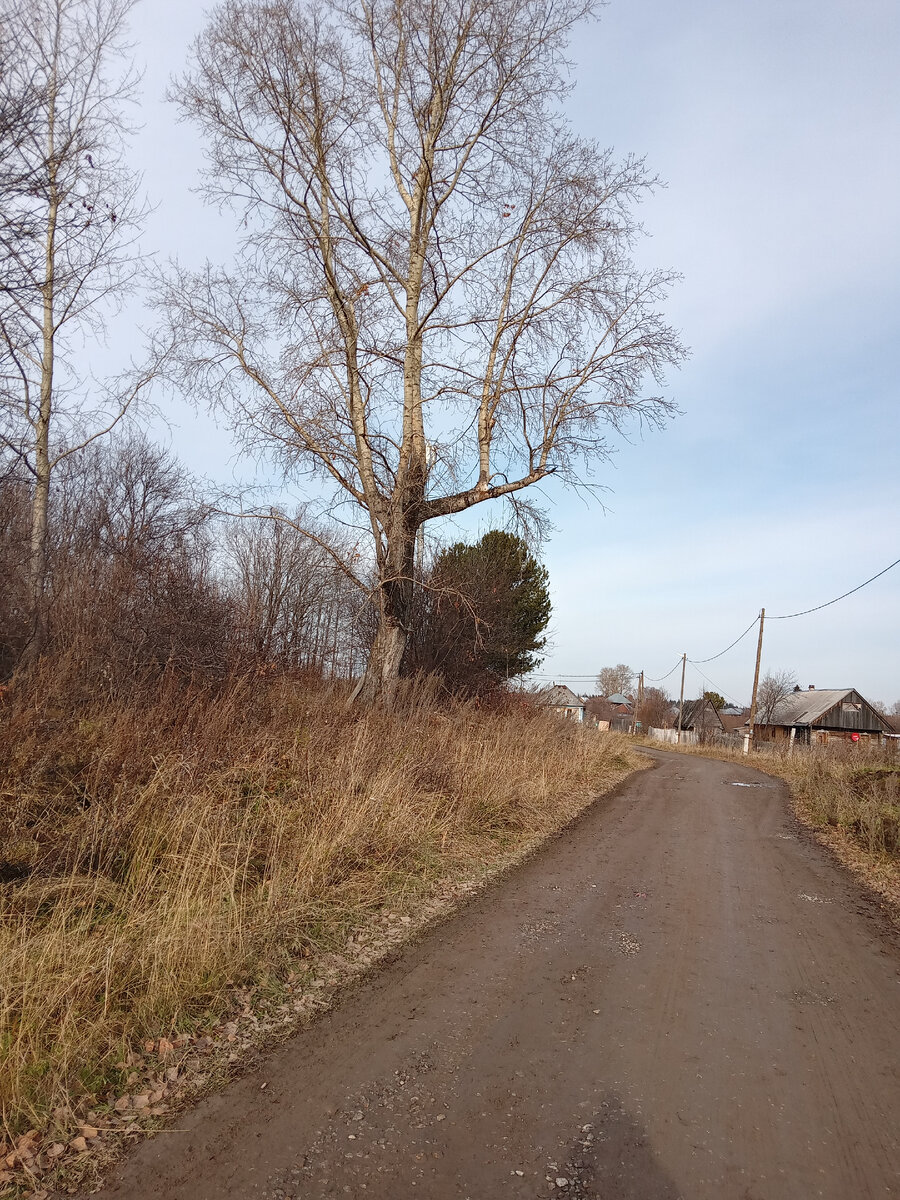 ЭТО ОН САМЫЙ, МНОГОСТВОЛЬНЫЙ И УПАВШИЙ БОЛЬШОЙ ЧАСТЬЮ СВОЕЙ ПОПЕРЕК ДОРОГИ