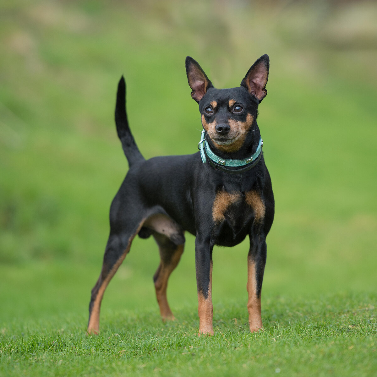    Карликовый пинчерLegion-Media