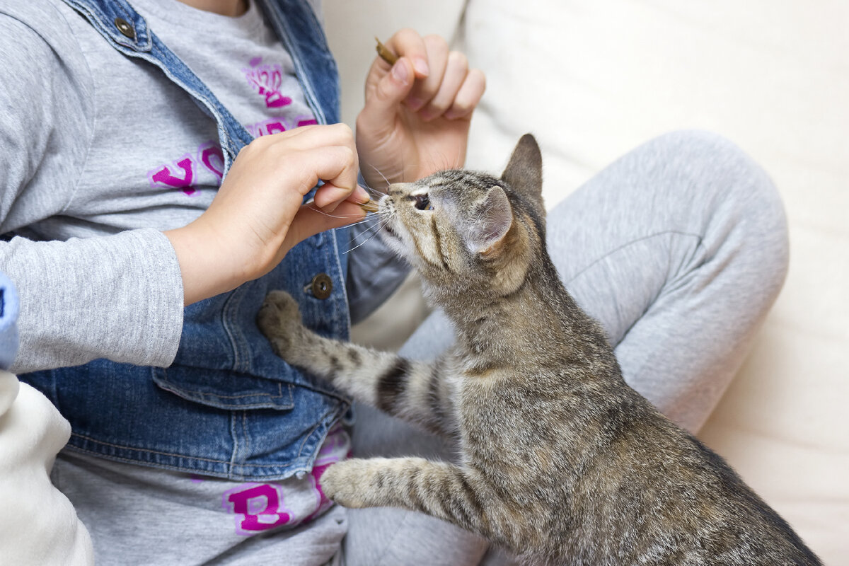 Кошка и маленький ребенок в квартире: что нужно знать? | WHISKAS®