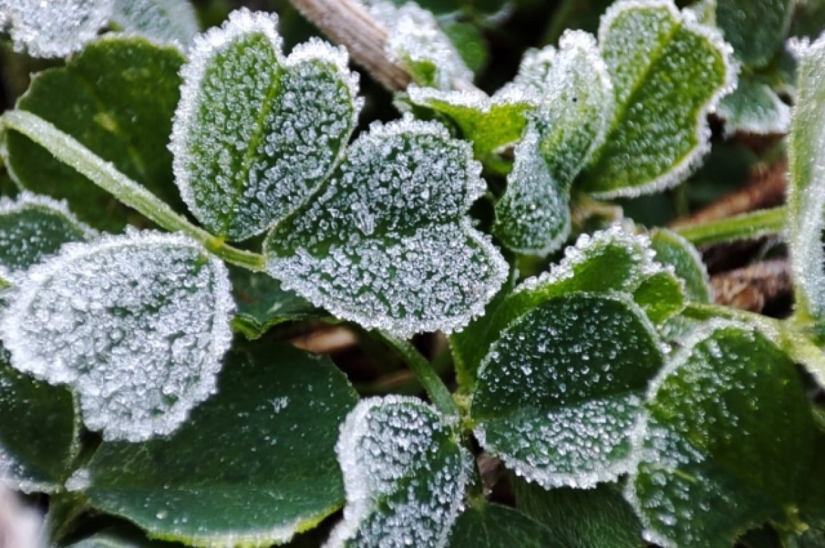    Заморозки в Татарстане могут повредить урожаю – минсельхоз РТ