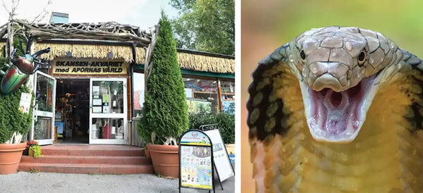    Из стокгольмского зоопарка сбежала королевская кобра