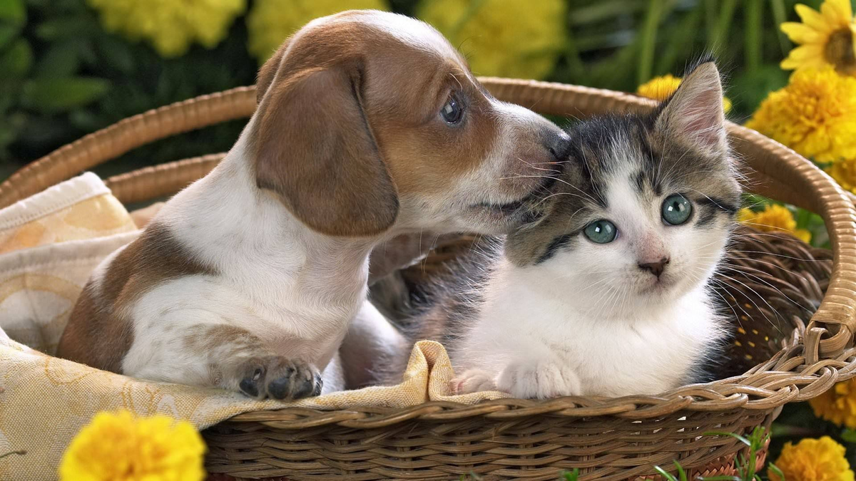 Я их тоже люблю!